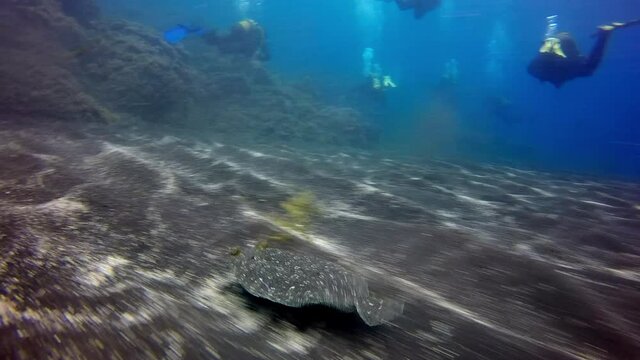 Flounder fish swims away rapidly underwater on background of floating divers on sandy bottom of volcanic origin in Atlantic ocean. Camouflage grey of plaice, flatfish on seabed of La Palma.
