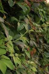 Autumn colored branch of wild grapes with red yellow and green leaves. Parthenocissus. Grape woodbine. Autumn natural texture.