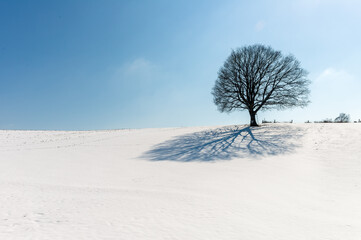A single tree on a snowy field in sunlight.