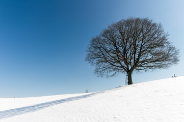 A single tree on a snowy field in sunlight.