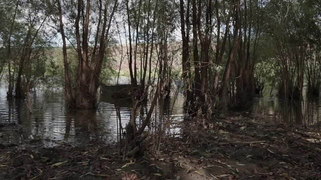River And Old Metal Rowing Fishing Boat ancored between trees. High water.