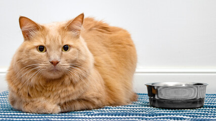 Close up on a cat while waiting food or water. Beautiful cat sitting next to his bowl. Concept of the importance of water intakes in cats. Dry pet food against wet food.
