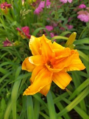 Fototapeta premium Beautiful colorful flower, yellow orange Daylily Hemerocallis Comet, family Hemerocallidaceae