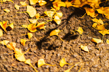 紅葉　【日本の秋のイメージ】