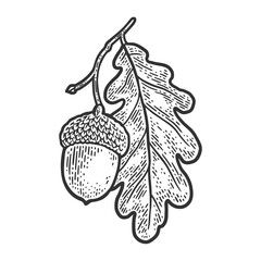 acorn with oak leaf sketch engraving vector illustration. T-shirt apparel print design. Scratch board imitation. Black and white hand drawn image. © Oleksandr Pokusai