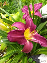 Beautiful purple daylily flower among green leaves.