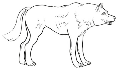 Animals. Black and white image of a big wolf, coloring book for children.