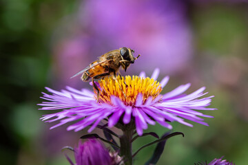Hoverflie (Syrphidae family) on the European Michaelmas daisy (Aster amellus)
