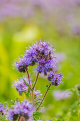 Distelfeld mit Sonnenblumen in der Eifel