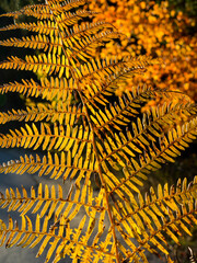fern in the woods in the fall