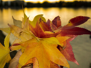 beautiful autumn leaves by the lake