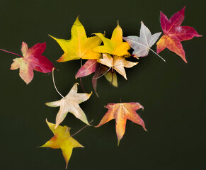 beautiful autumn leaves float in the lake_1