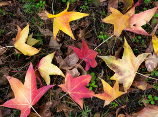 beautiful autumn leaves have fallen into the forest