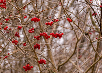 red autumn berry accents on the river bank, traditional river bank vegetation in autumn, various reeds and grasses on the river bank, bare trees, autumn