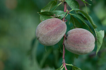 Roter Weinbergspfirsich