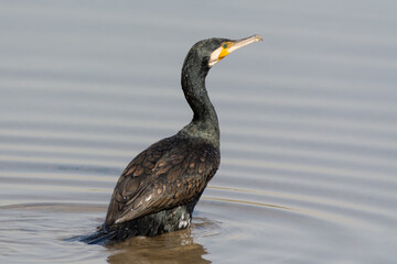 Great Cormorant wading in shallow water