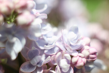 abstract flowers lilac delicate blurry