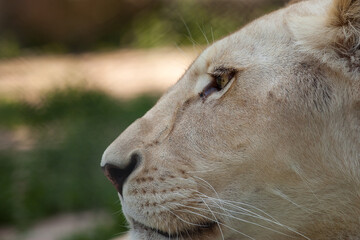 Lioness closeup, resting in shade