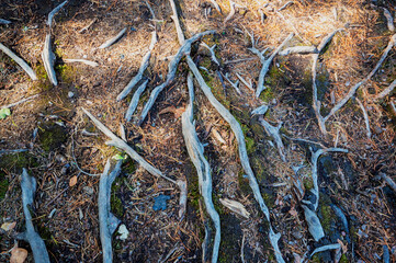 The roots of the old trees in the Park of Monrepos in a warm summer day. Museum-reserve with its Hiking trails, the estate and family of mon repos cemetery
