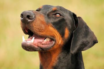 portrait of a doberman