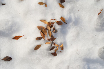 枯れ葉　雪　冬