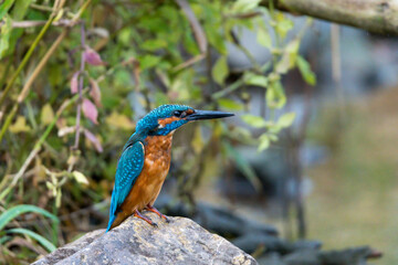 Eisvogel