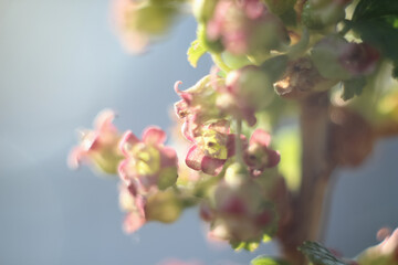 abstract flowers currant bush blurred