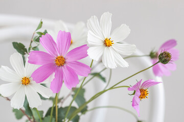 Bouquet of fresh delicate cosmos flowers on vintage white wooden chair, natural background.