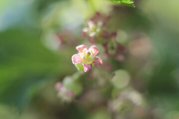 abstract flowers currant bush blurred