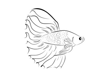 Outline Vector Betta or siamese fighting fish, Big and Beautiful Tail