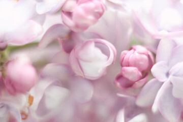 abstract flowers lilac delicate blurry