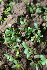 Fenugreek leaves Green Sapling Methi Sapling Green leaves Home Grown Vegetables