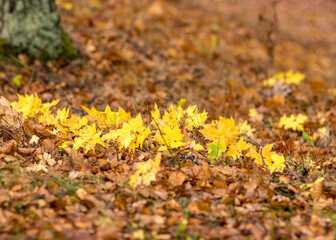 autumn leaf background, earth texture in autumn, suitable for background