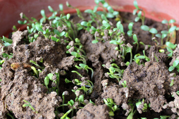 Fenugreek leaves Green Sapling Methi Sapling Green leaves Home Grown Vegetables