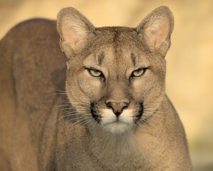 portrait of a puma