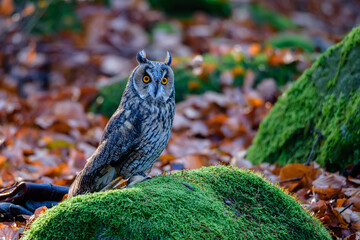 The boreal owl Aegolius funereus is a small owl in Europe