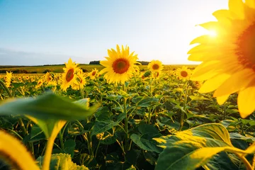 Fotobehang Oranje Bright yellow sunflowers glow in the sunlight. Blooming field closeup.  © Leonid Tit