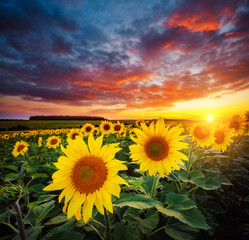 Vivid yellow sunflowers glow in the evening. Blooming field closeup.