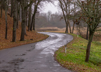 Fototapeta premium gloomy autumn landscape with wet road, large bare trees by the roadside, autumn