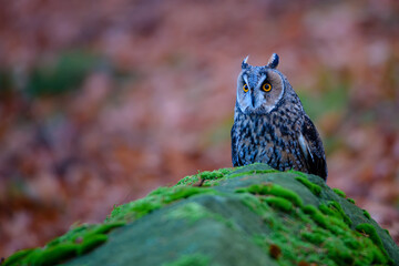 The boreal owl Aegolius funereus is a small owl in Europe