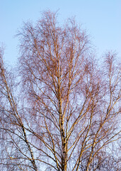 colorful birch tops at sunset, sun reflection on tree branches, autumn