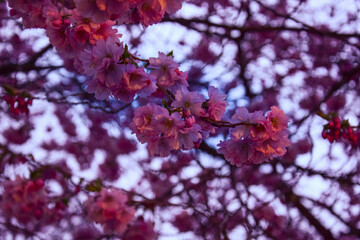 pink cherry blossom