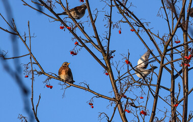 bird on a branch