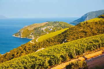 Attractive summer scene overlooking the vineyards.