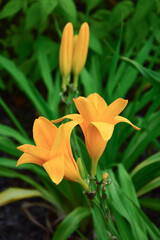 orange tiger lily