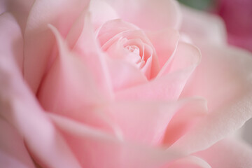 Fototapeta na wymiar Pink rose close up 