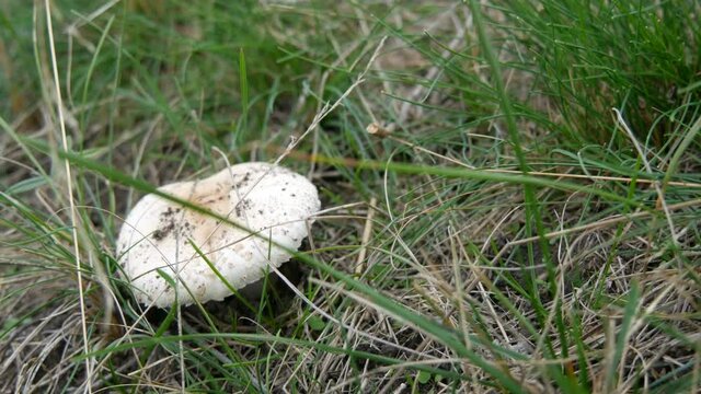 Pale toadstool Amanita phalloides or in autumn in green grass, close up view.
