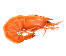 Cooked shrimp realistic vector illustration. Boiled shrimp isolated on a white background.