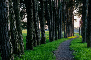 walking in the woods