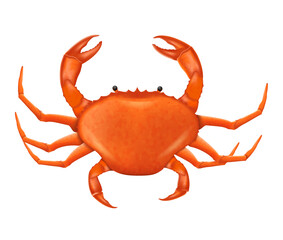 A Crab vector illustration in realistic style.